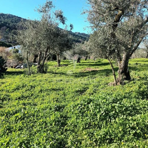Quinta T3 para Venda em Santa Maria da Devesa Foto 16