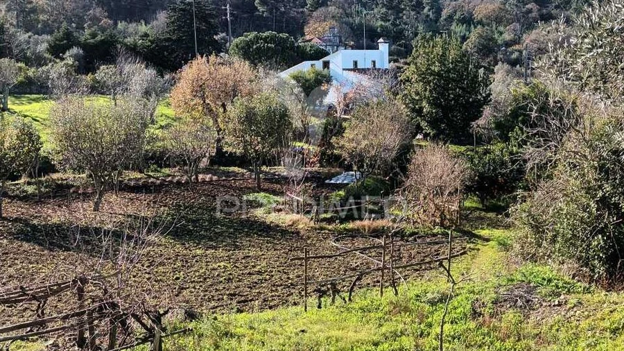 Quinta T3 para Venda em Santa Maria da Devesa