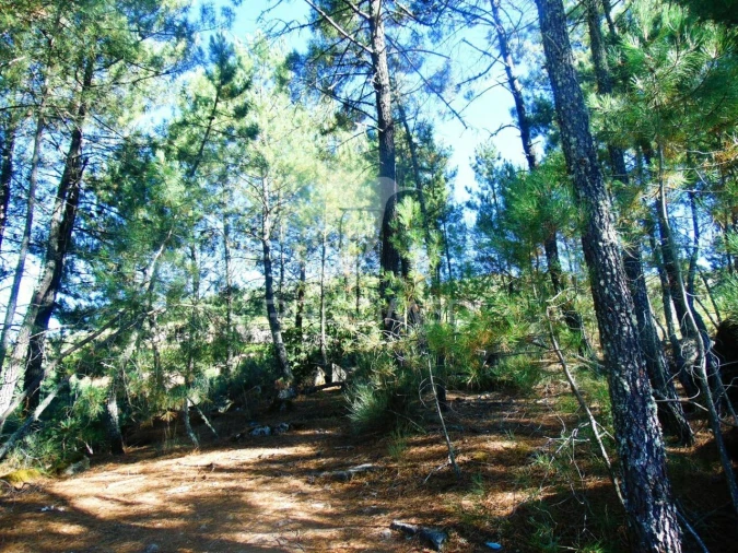 Terreno para Venda em Vilar de Maçada Foto 18