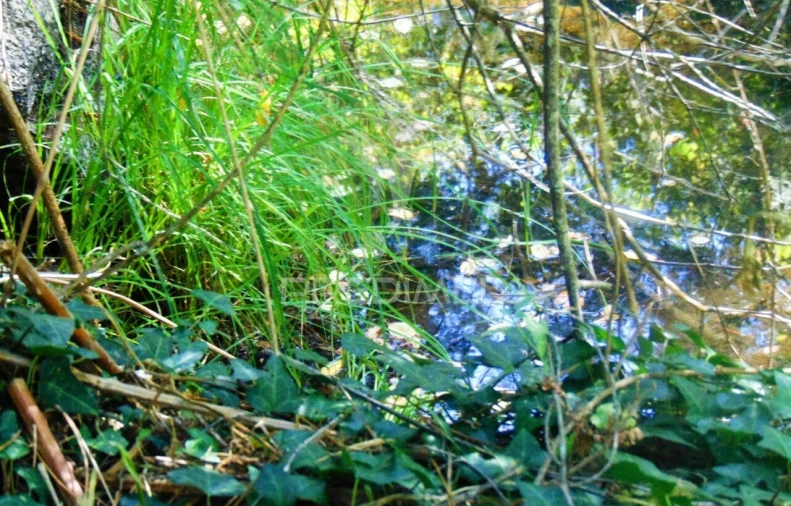 Terreno para Venda em Vilar de Maçada Foto 5
