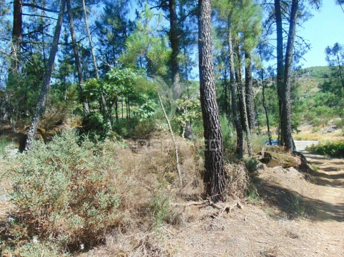Terreno para Venda em Vilar de Maçada Foto 17