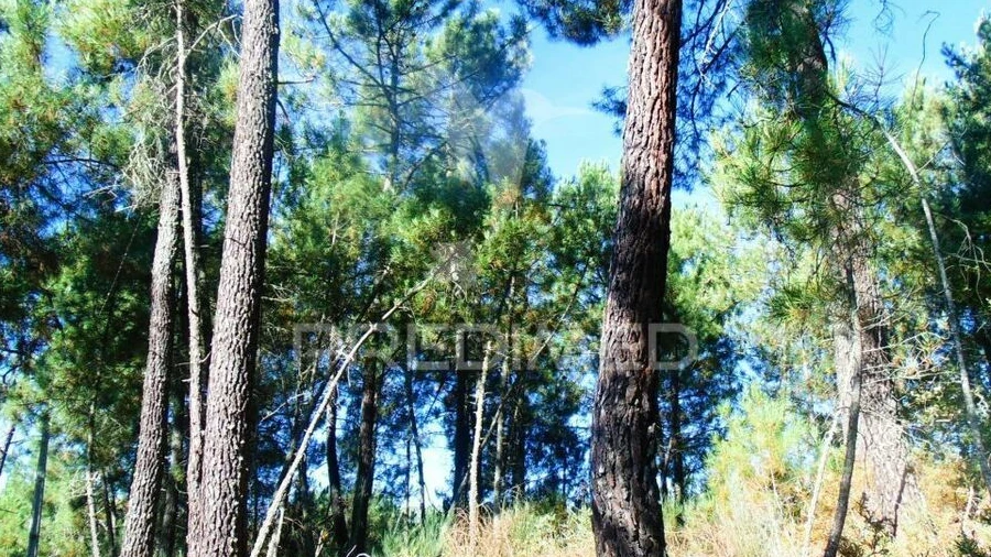 Terreno para Venda em Vilar de Maçada