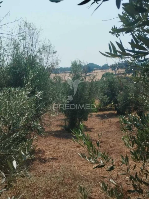 Terreno para Venda em Urra