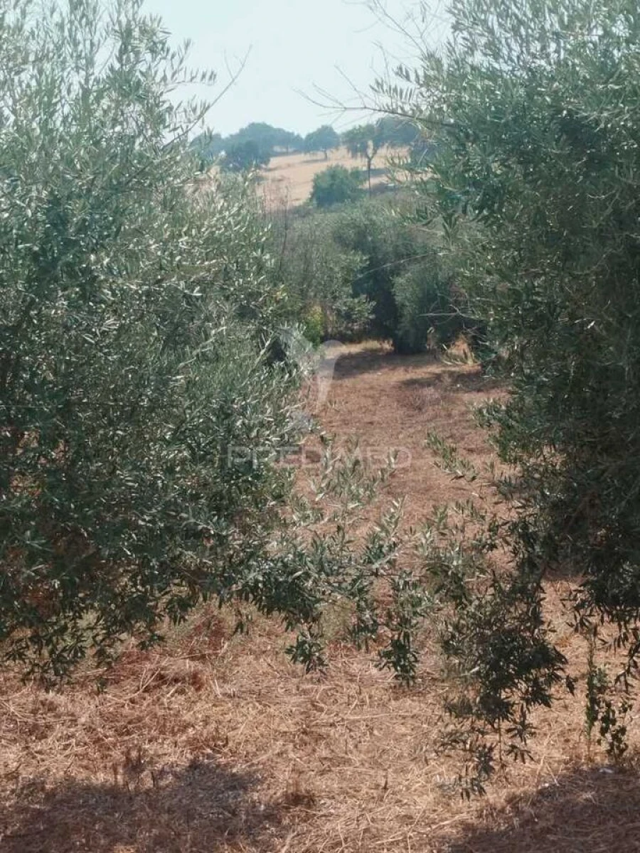 Terreno para Venda em Urra Foto 5