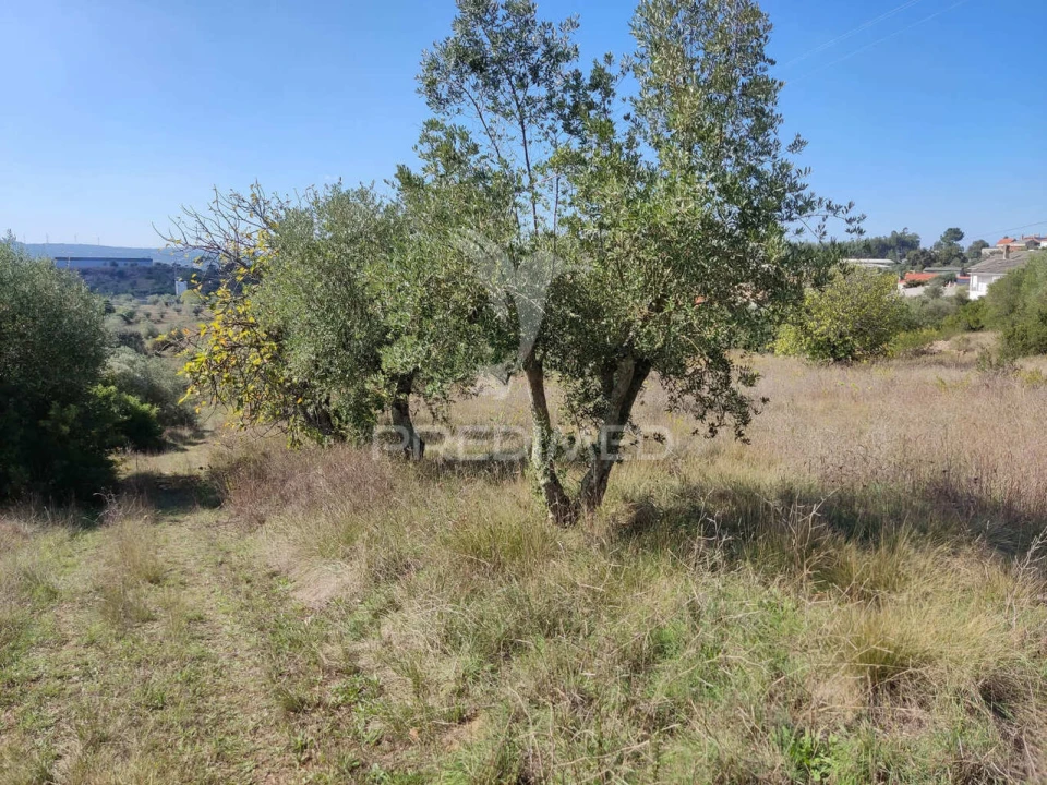 Terreno para Venda em Nossa Senhora das Misericordias Foto 6