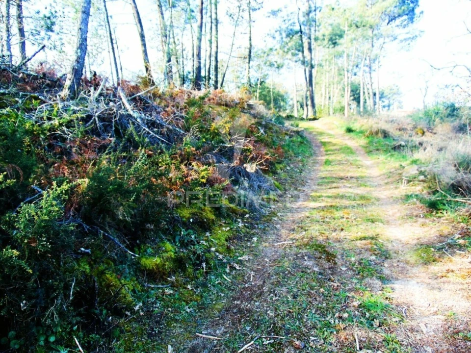 Terreno para Venda em Cumieira Foto 39