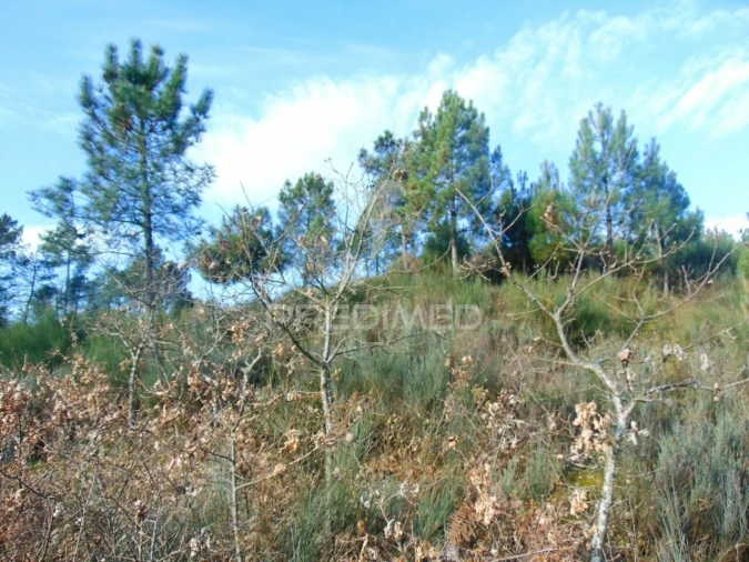 Terreno para Venda em Cumieira Foto 24