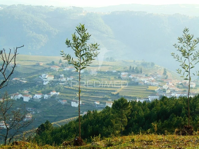 Terreno para Venda em Cumieira Foto 15