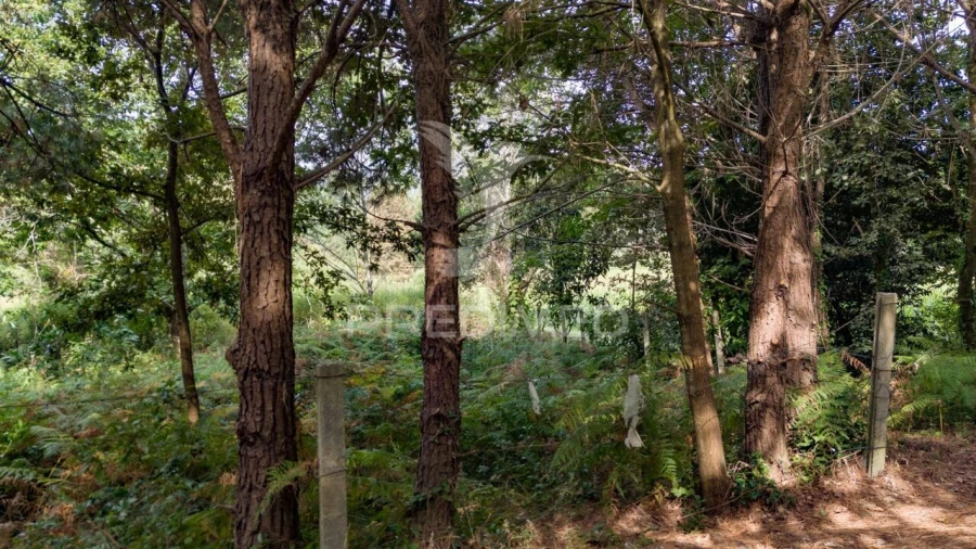 Terreno para Venda em Lage Foto 6