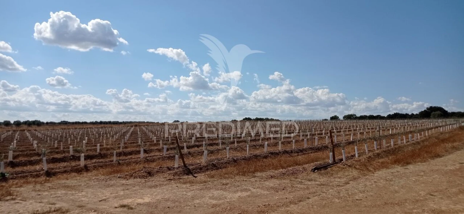 Quinta T0 para Venda em Cano Foto 9