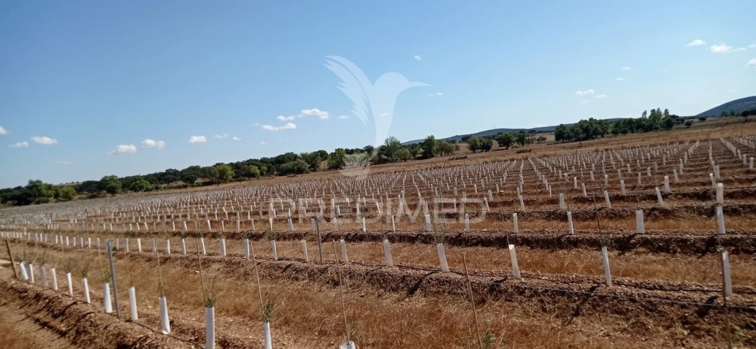 Quinta T0 para Venda em Cano Foto 5