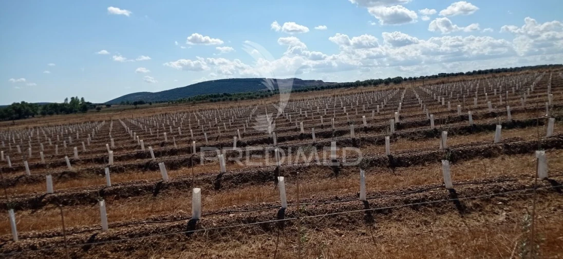 Quinta T0 para Venda em Cano Foto 4