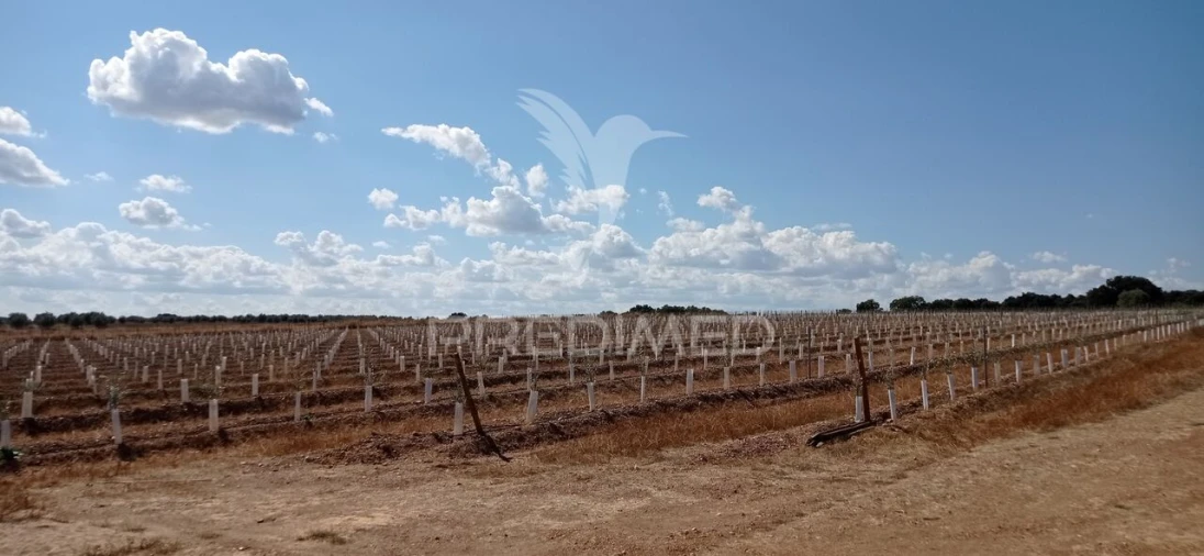 Quinta T0 para Venda em Cano Foto 9