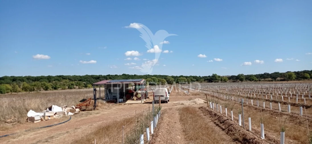 Quinta T0 para Venda em Cano Foto 6