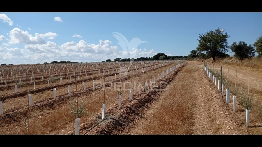 Quinta T0 para Venda em Cano