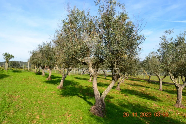 Quinta T4 para Venda em Pardais Foto 15