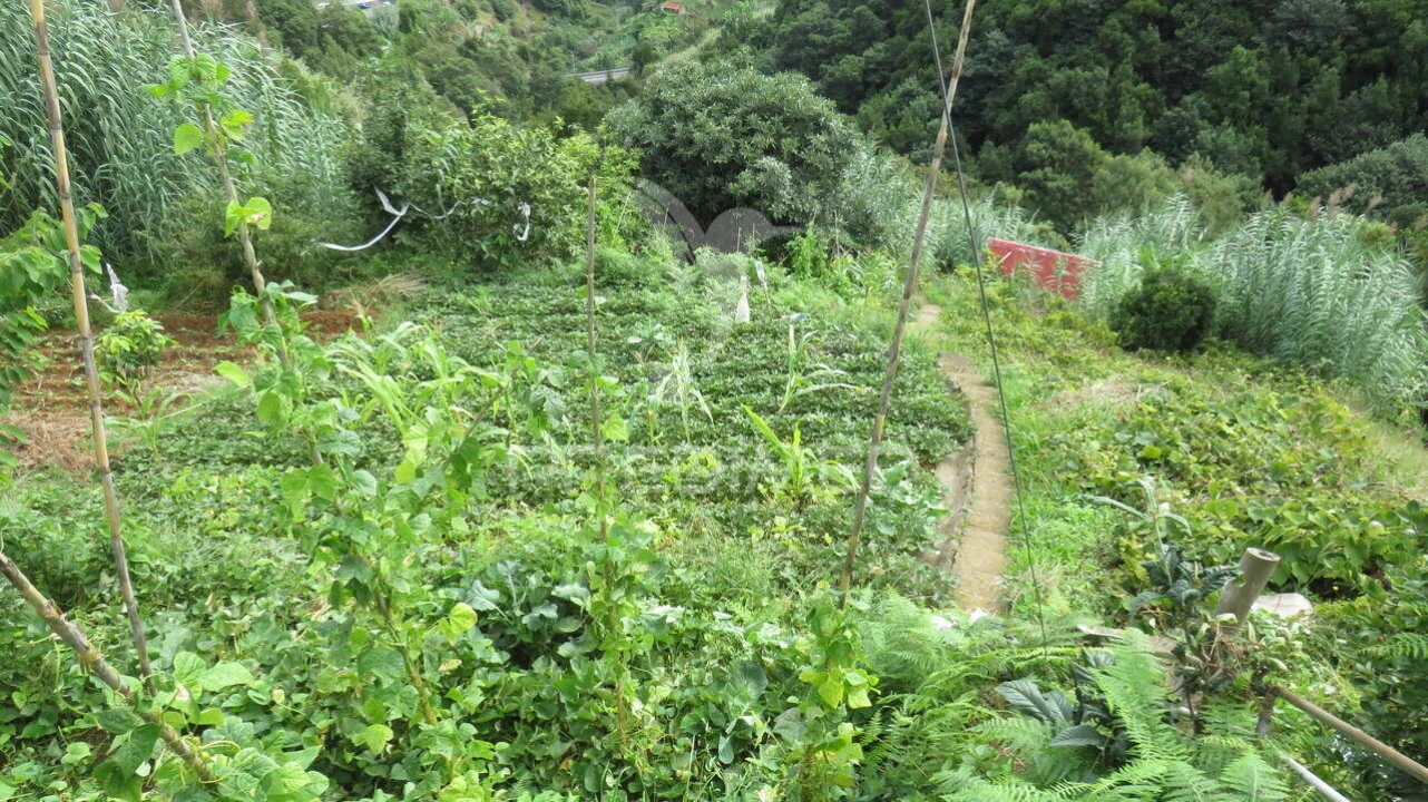 Terreno para Venda em Porto da Cruz Foto 4