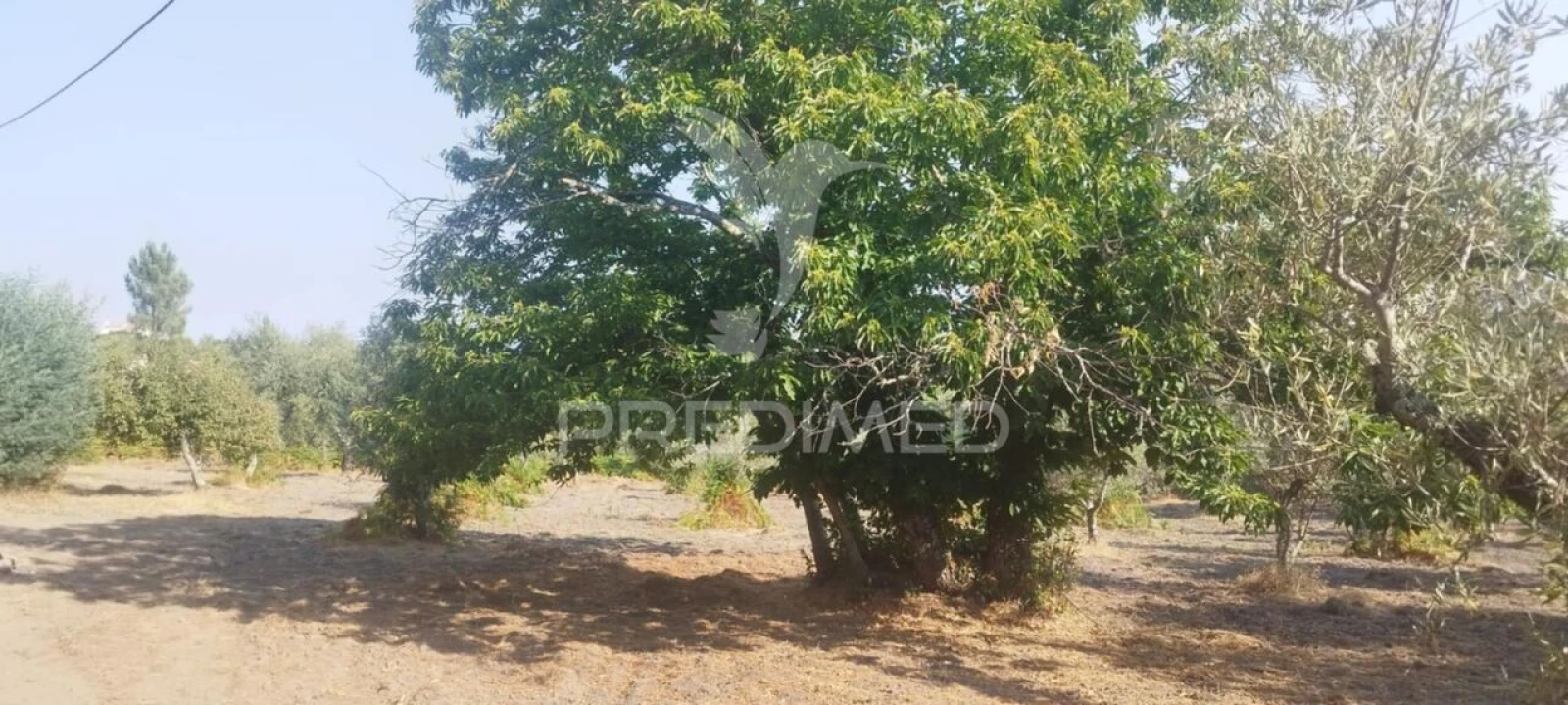 Quinta T3 para Venda em Santa Maria de Marvão Foto 16