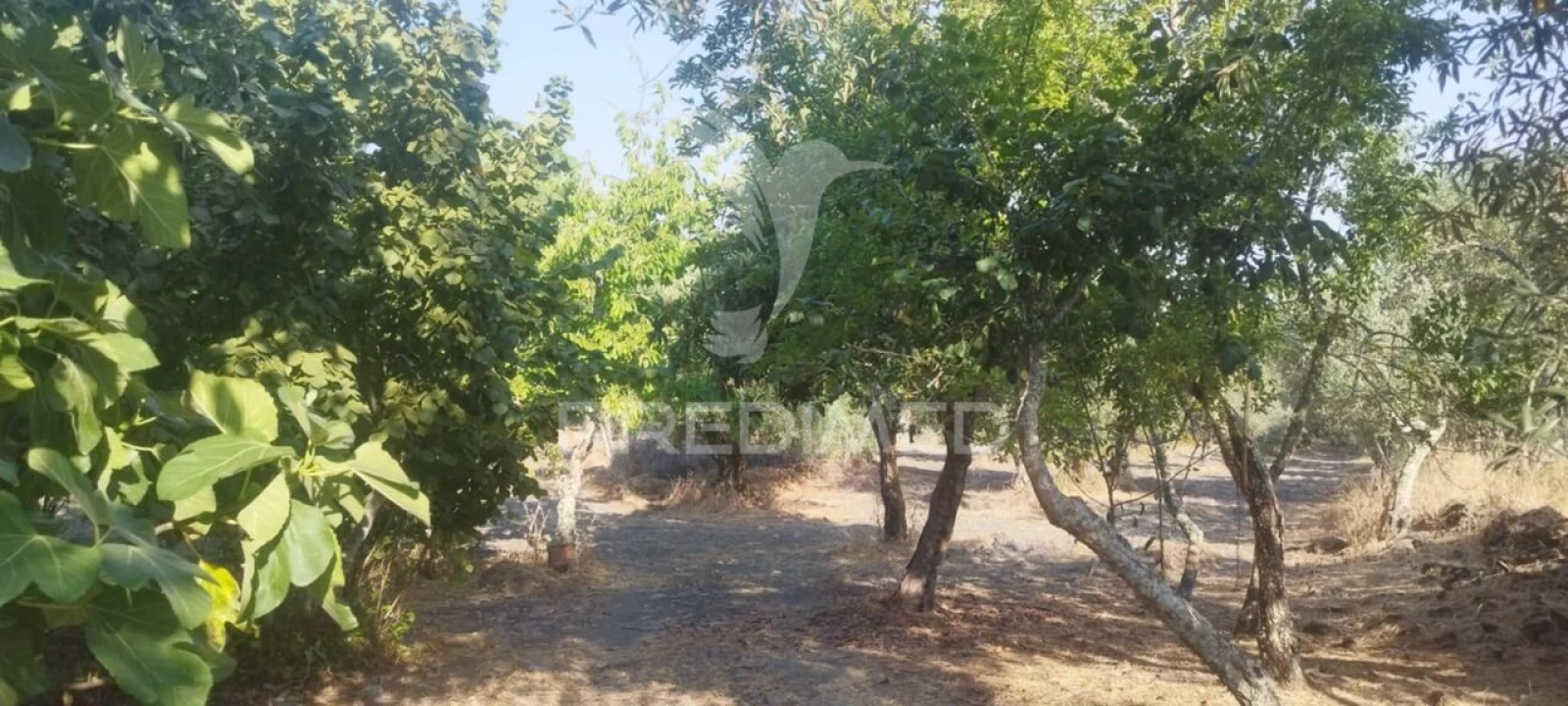 Quinta T3 para Venda em Santa Maria de Marvão Foto 2