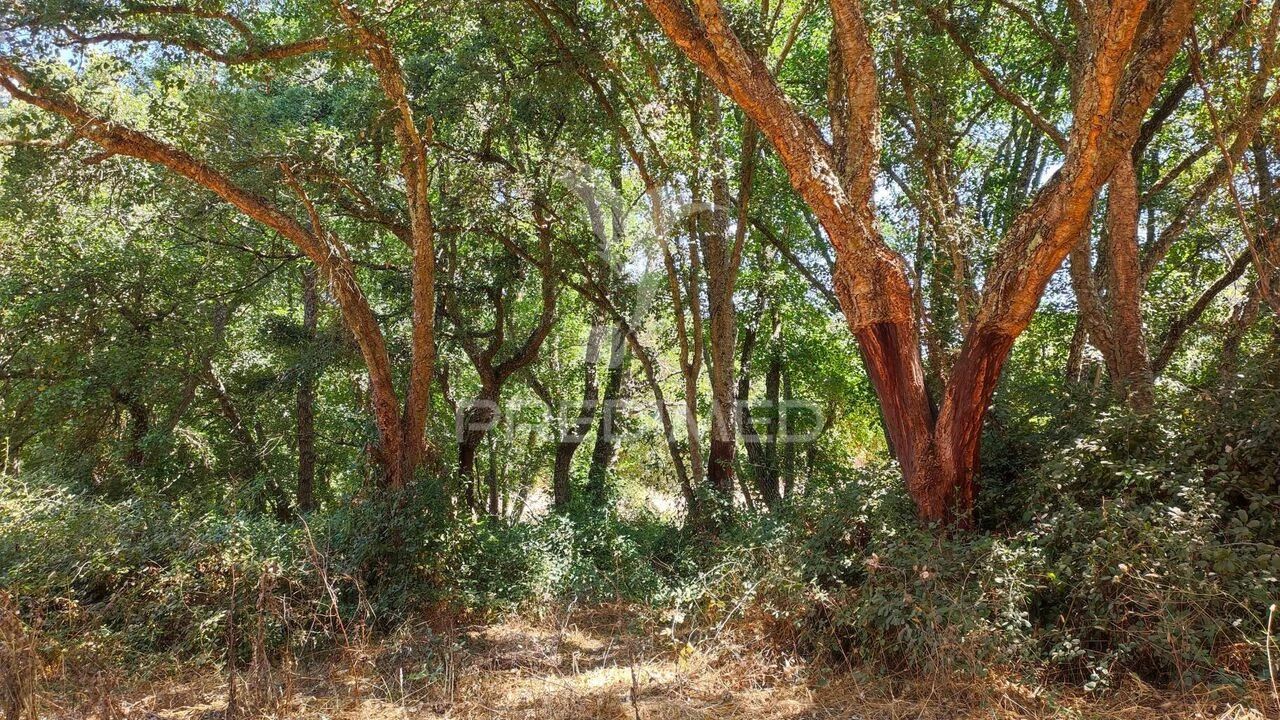 Quinta T6 para Venda em São Salvador e Santa Maria Foto 27