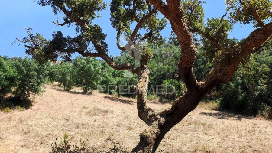 Quinta T6 para Venda em São Salvador e Santa Maria Foto 20