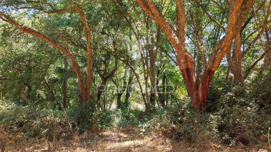 Quinta T6 para Venda em São Salvador e Santa Maria Foto 27