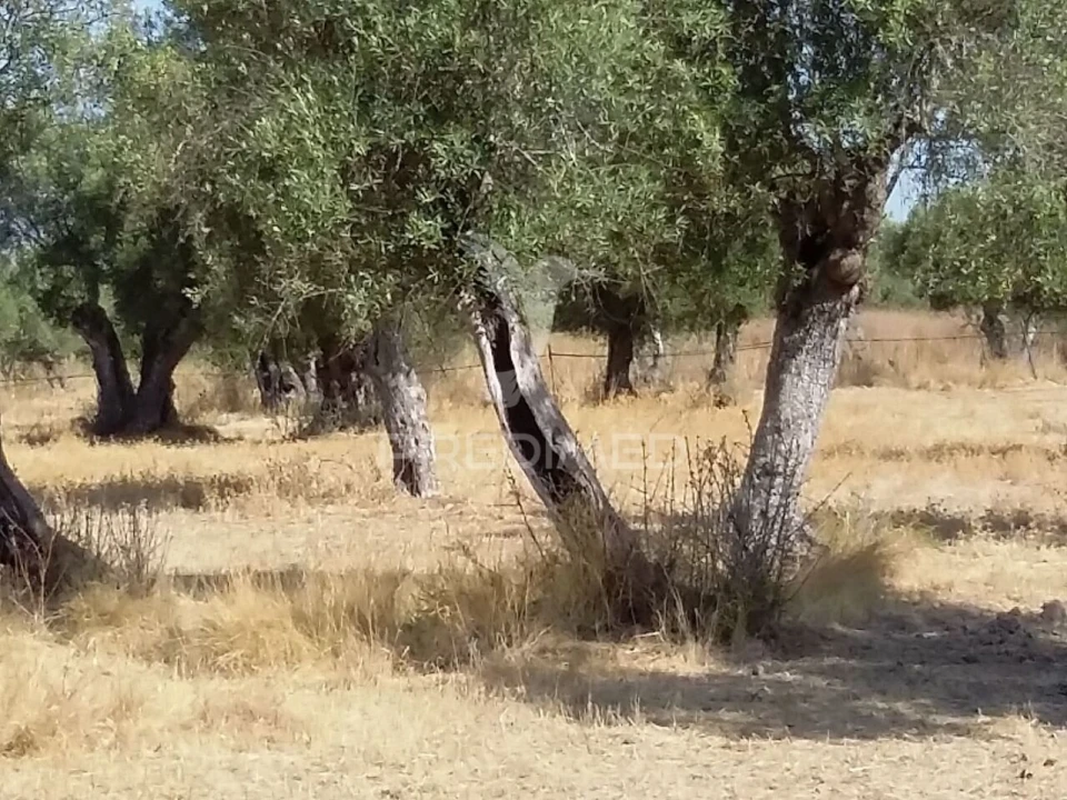 Terreno para Venda em Torrão Foto 1