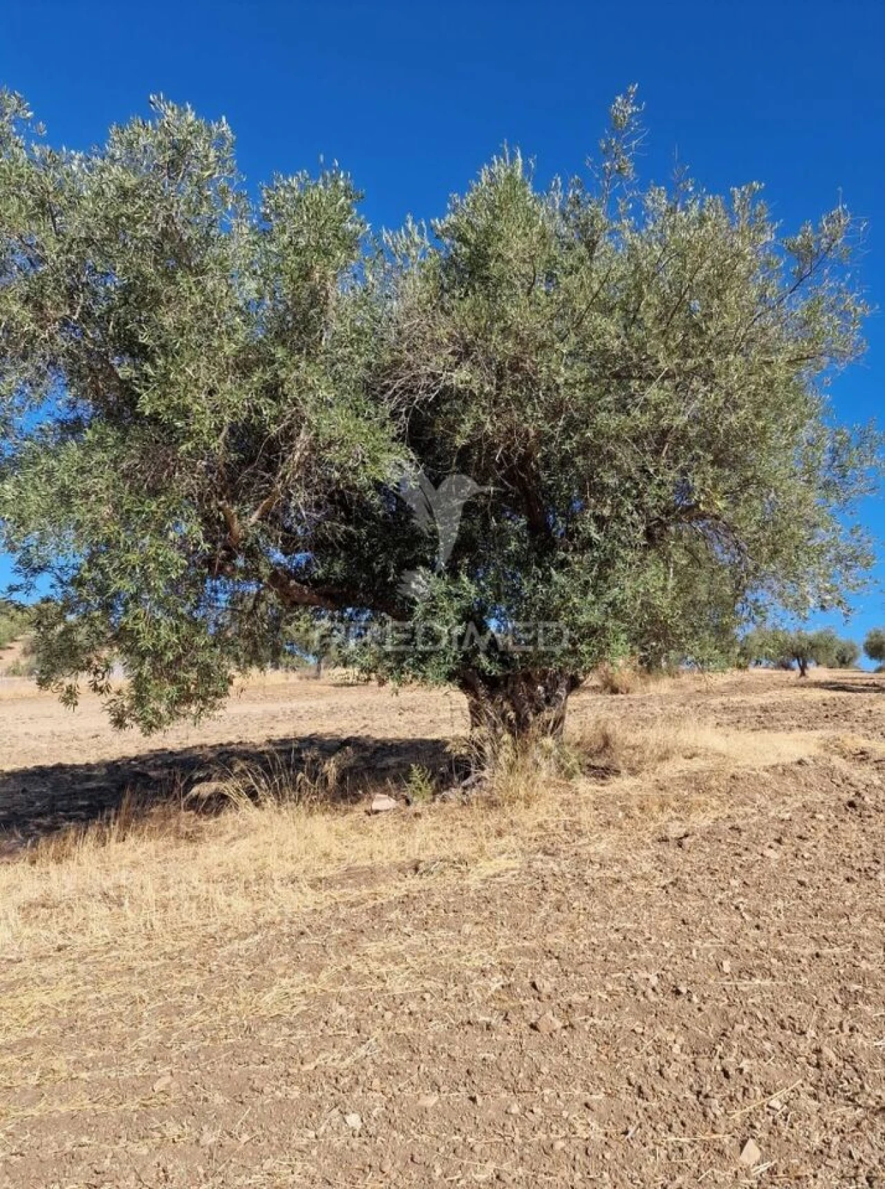 Terreno para Venda em Torrão Foto 5