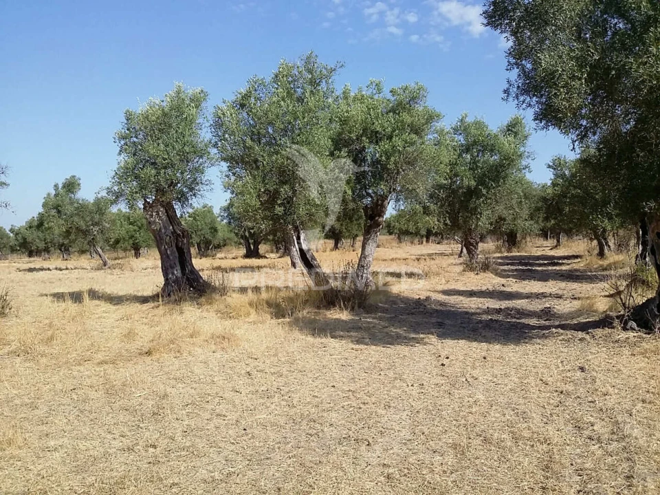 Terreno para Venda em Torrão Foto 1