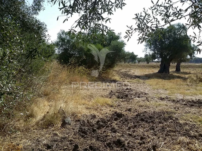 Terreno para Venda em Torrão Foto 3