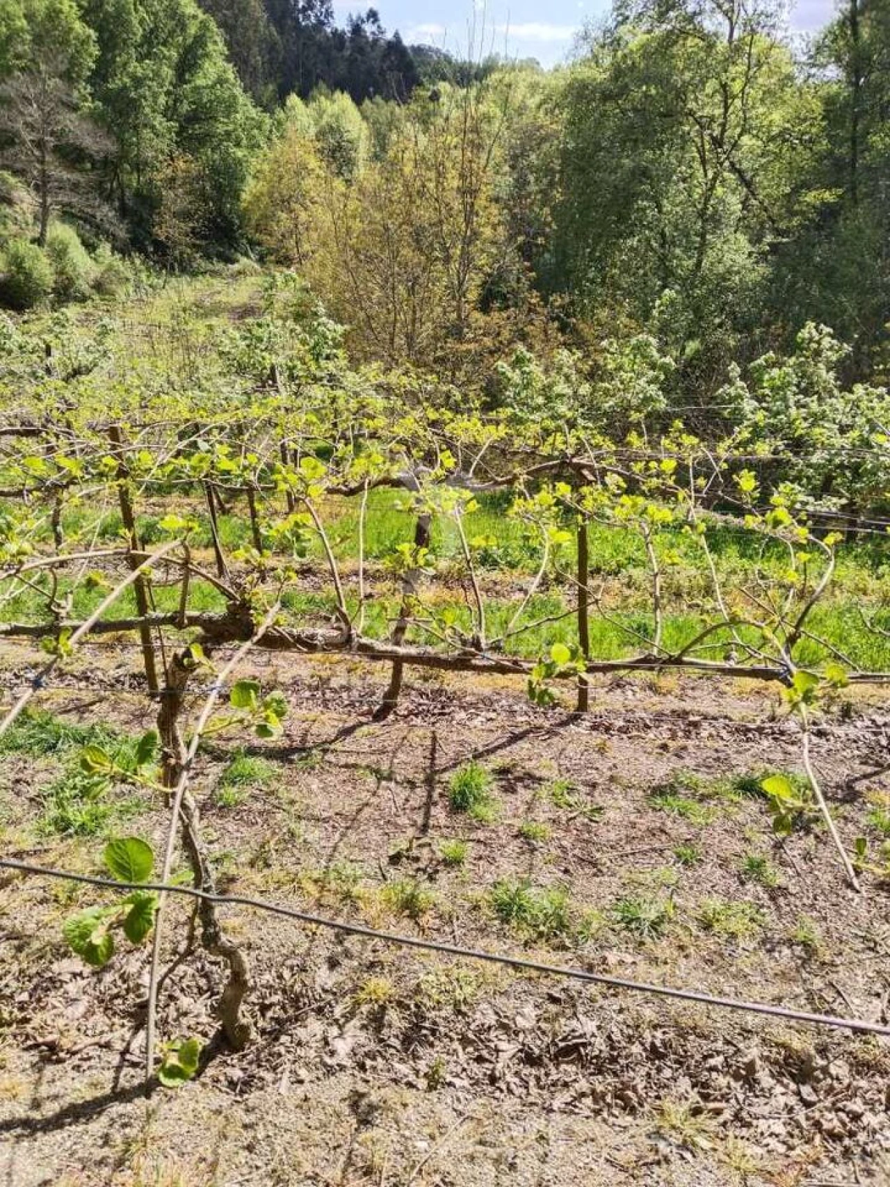Terreno para Venda em Jugueiros Foto 3