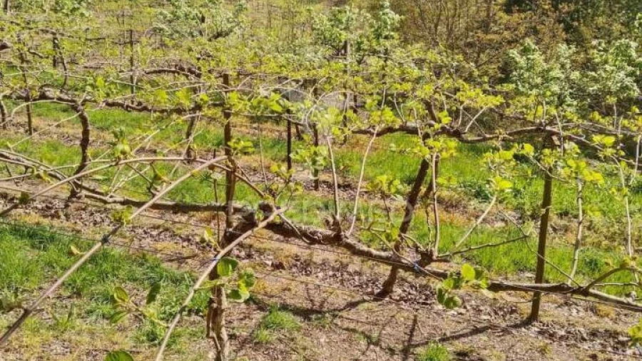 Terreno para Venda em Jugueiros