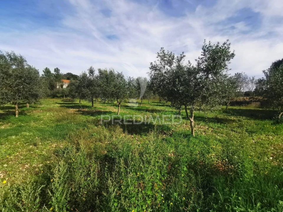 Terreno para Venda em Vila Nova da Barquinha Foto 15