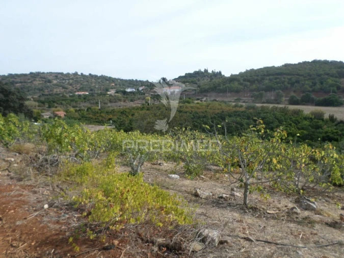 Quinta T0 para Venda em Mexilhoeira Grande Foto 5