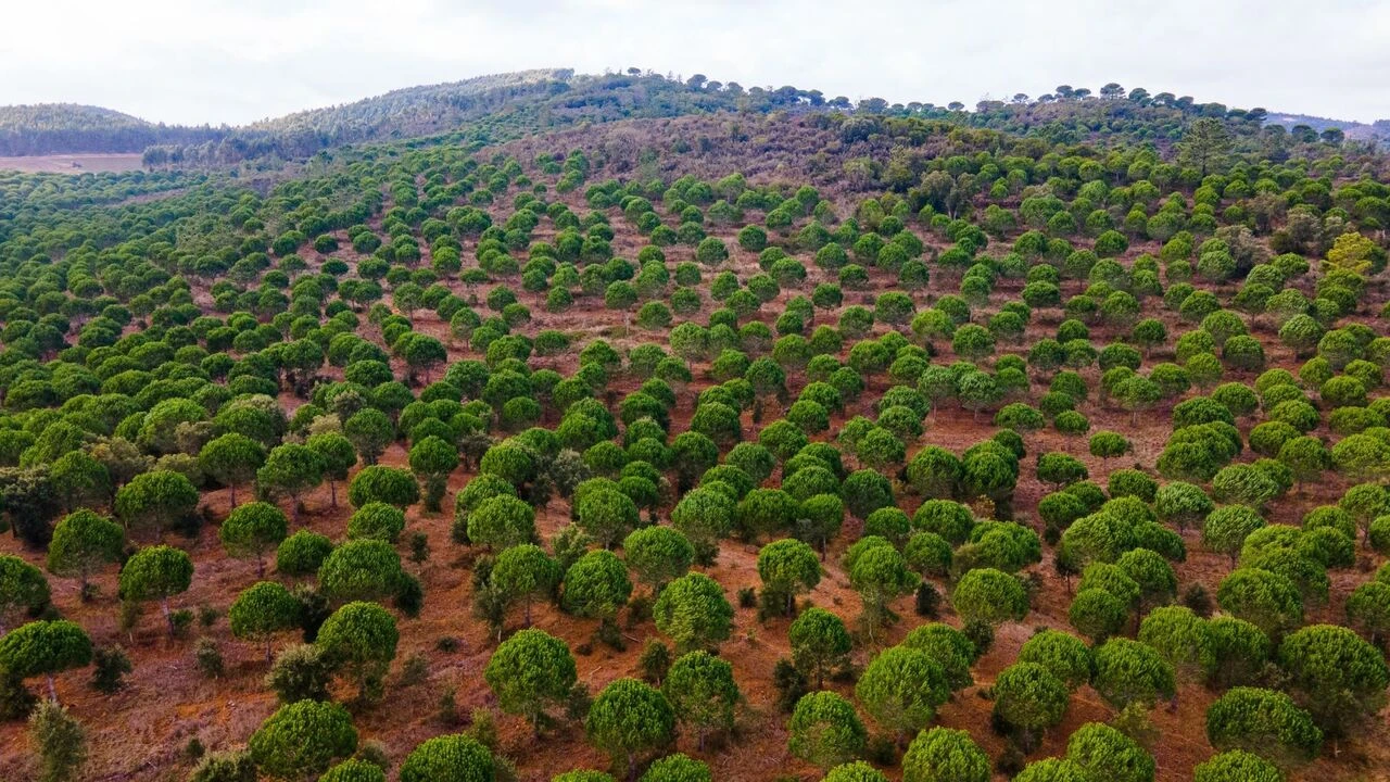 Quinta T0 para Venda em São Luis Foto 9