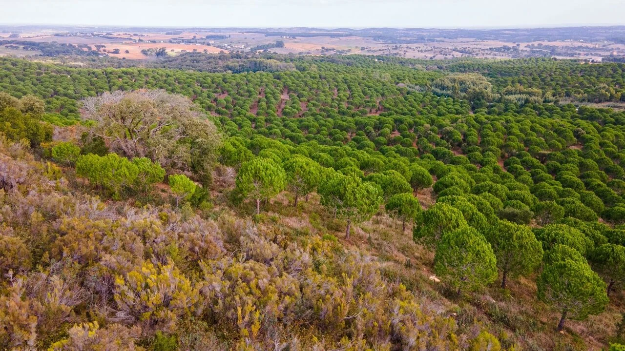 Quinta T0 para Venda em São Luis Foto 8