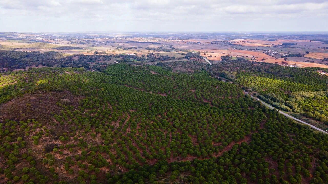 Quinta T0 para Venda em São Luis Foto 14