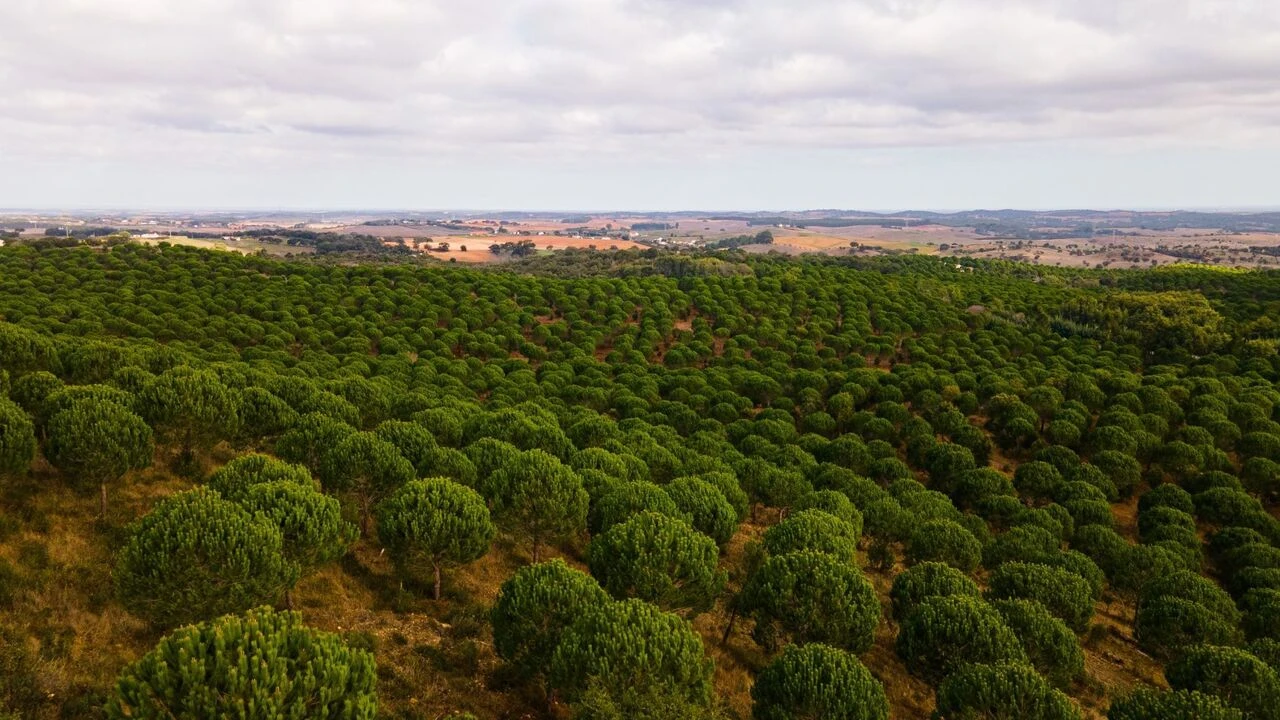 Quinta T0 para Venda em São Luis Foto 18