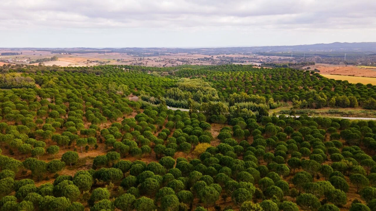 Quinta T0 para Venda em São Luis Foto 1
