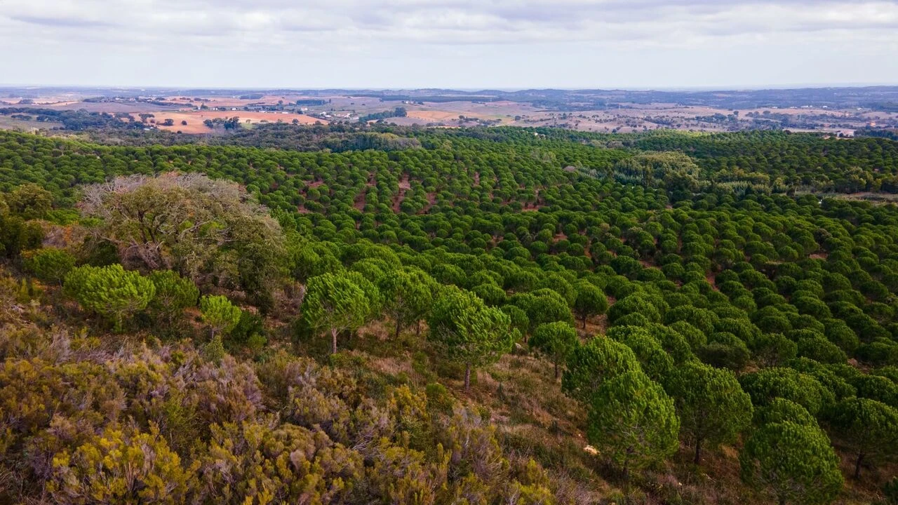 Quinta T0 para Venda em São Luis Foto 17