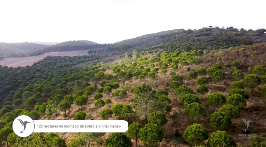 Quinta T0 para Venda em São Luis Foto 7