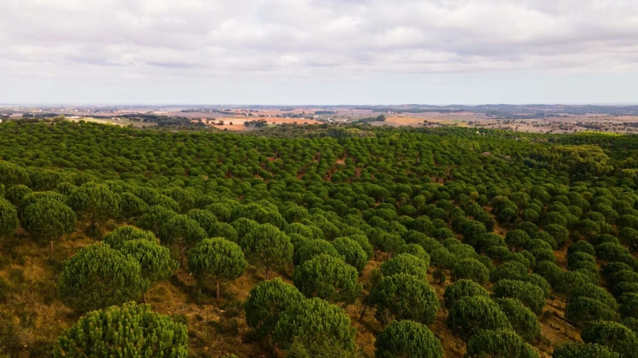 Quinta T0 para Venda em São Luis Foto 18