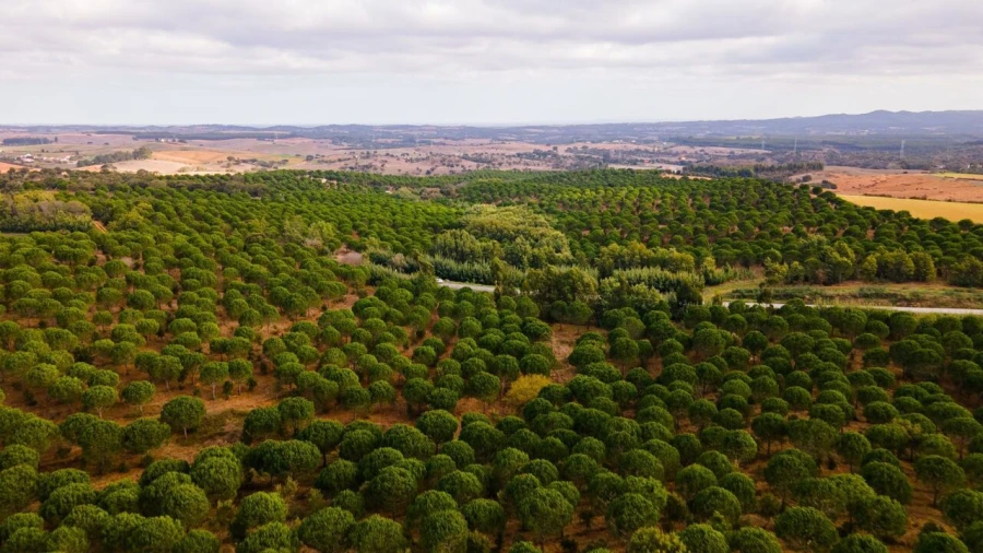 Quinta T0 para Venda em São Luis