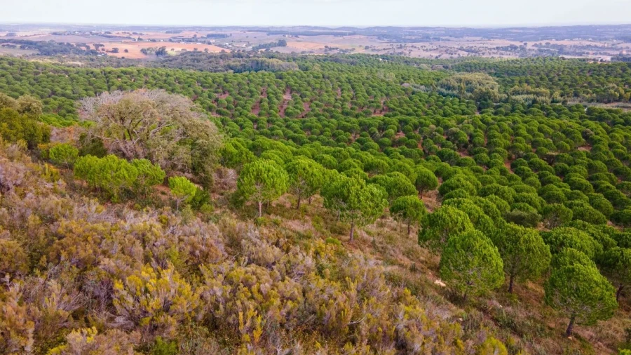 Quinta T0 para Venda em São Luis