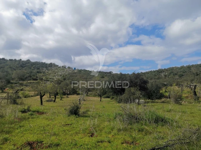 Terreno para Venda em Loule (São Sebastião) Foto 4