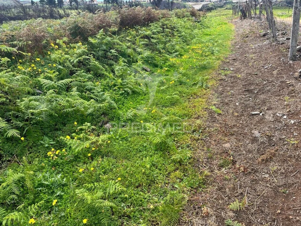Terreno para Venda em Ponta do Pargo Foto 9