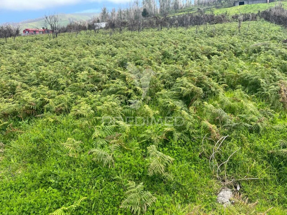 Terreno para Venda em Ponta do Pargo Foto 3