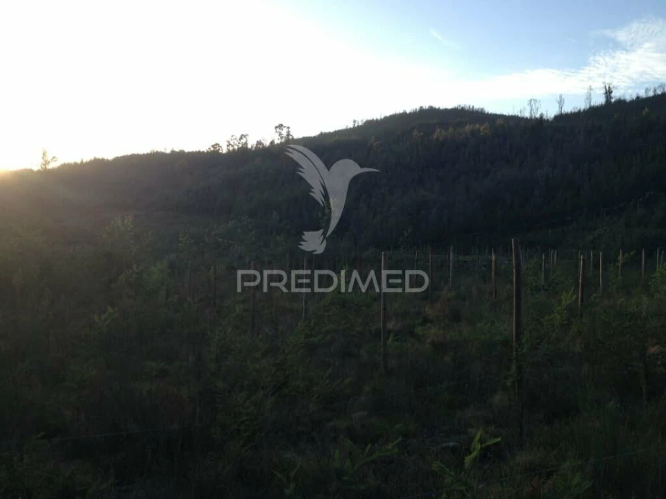 Terreno para Venda em Cavez Foto 11