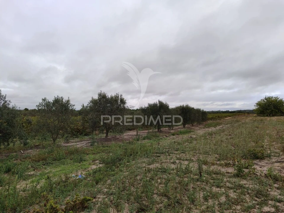 Terreno para Venda em Alpiarça Foto 4