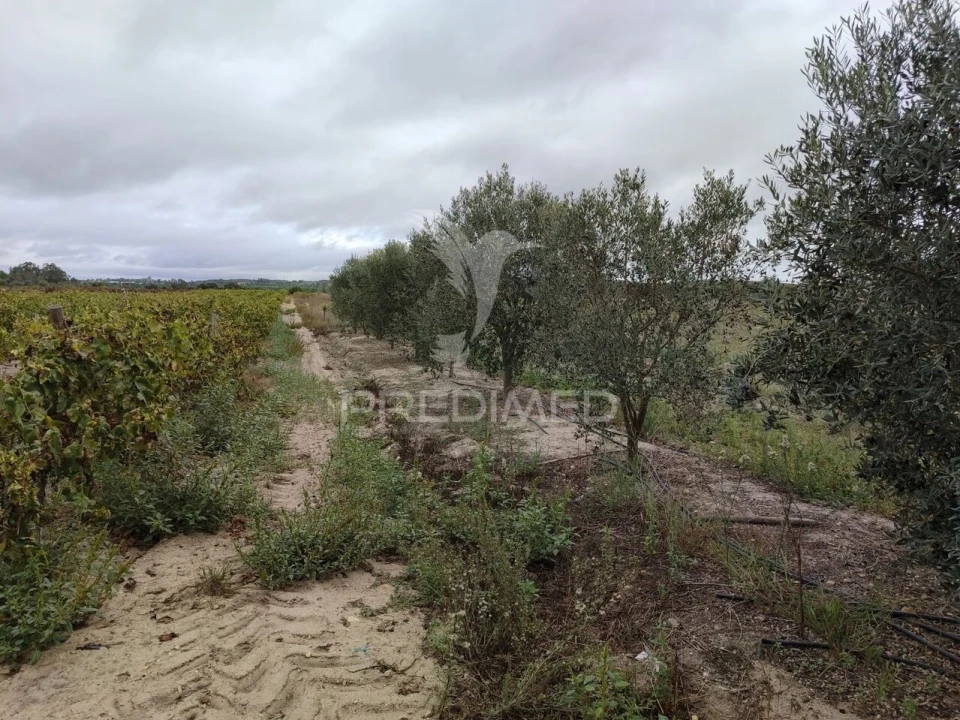 Terreno para Venda em Alpiarça Foto 3